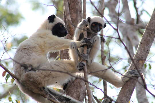 Imagem de Propithecus deckenii Peters 1870