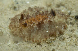 Image of Carminodoris nodulosa (Angas 1864)