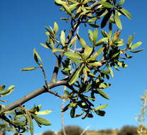 Image of Diospyros lycioides subsp. lycioides