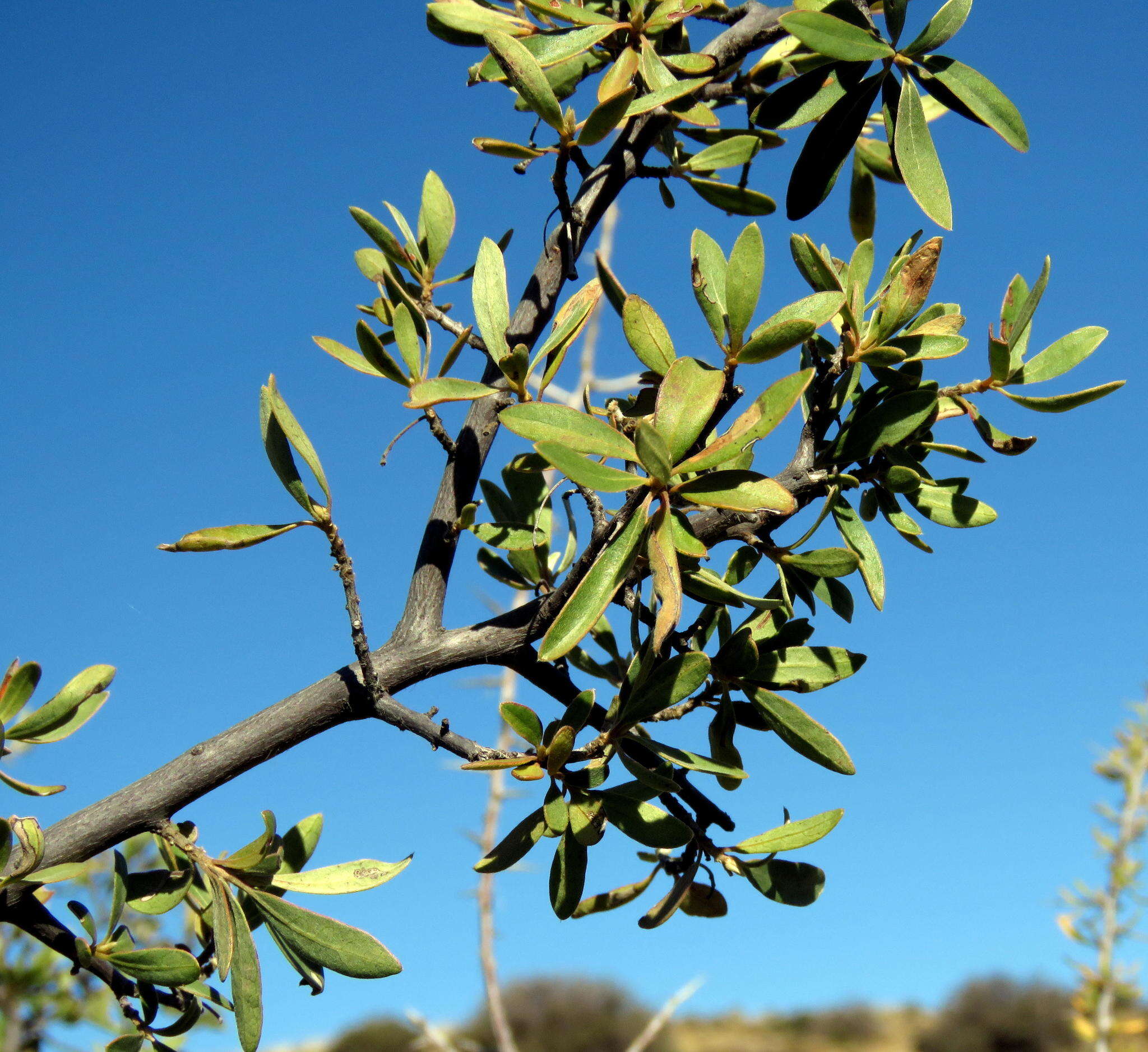 Image of Diospyros lycioides subsp. lycioides