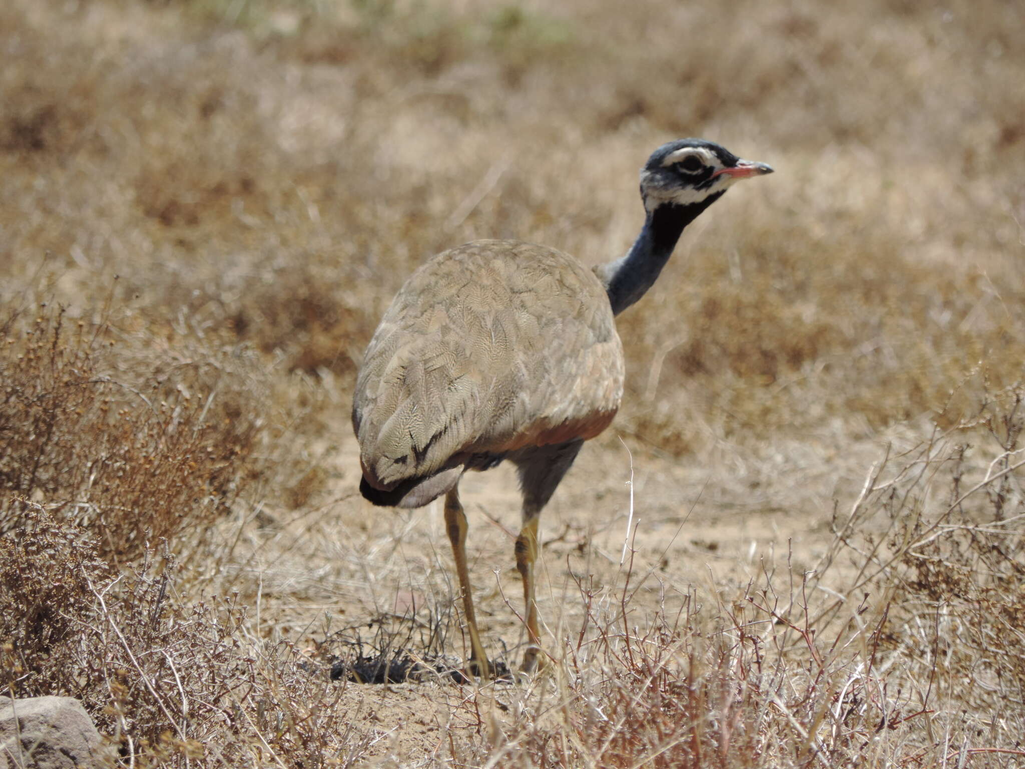 Image of Blue Bustard