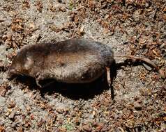 Image of Common Shrew