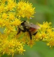 Image of Tricolored Bumble Bee