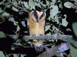 Image of Buff-fronted Owl