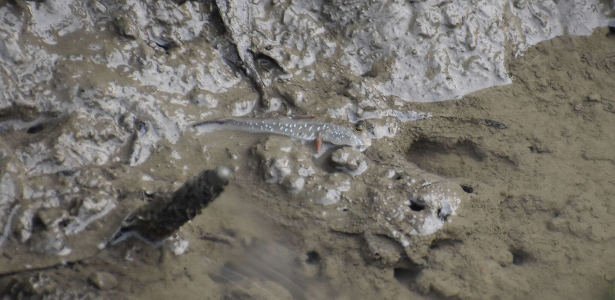 Image of Pearse's mudskipper