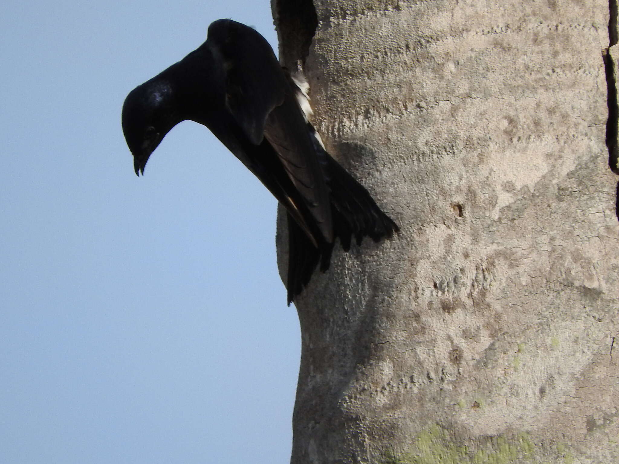 Image de Hirondelle à ventre blanc