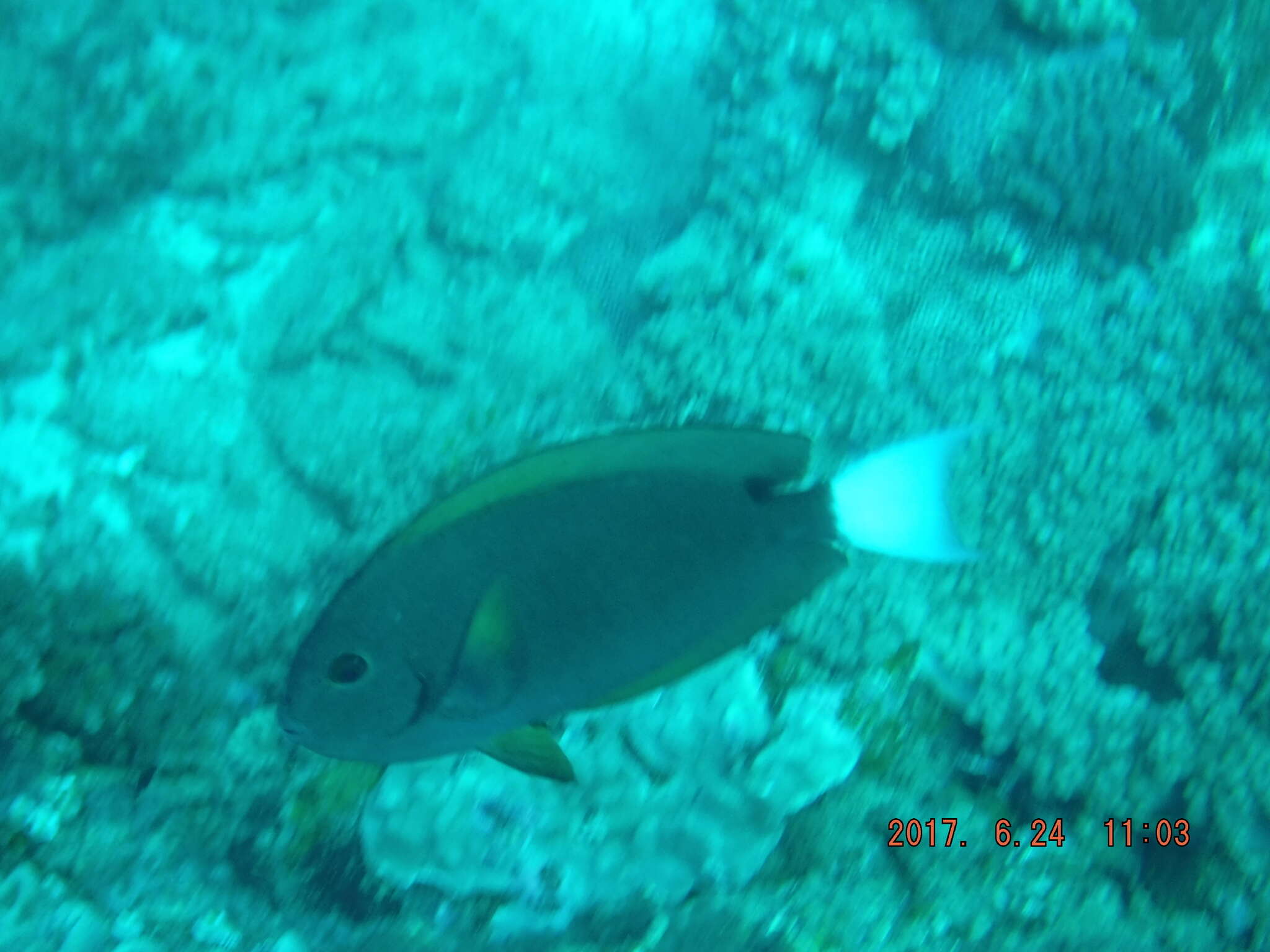 Image of Chocolate Surgeonfish