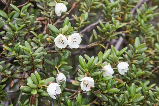 Image of Eucryphia milliganii J. D. Hook.