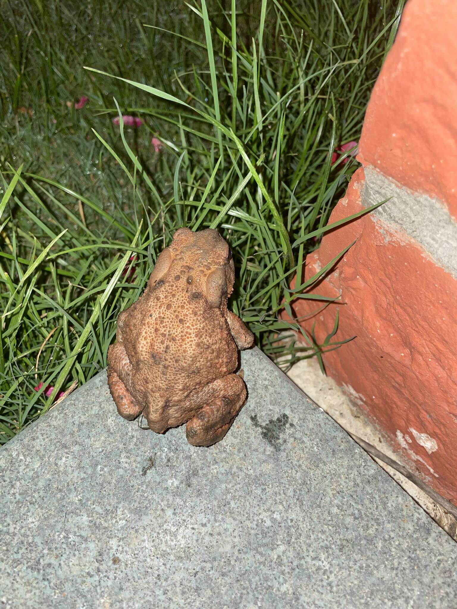 Bufo verrucosissimus (Pallas 1814) resmi