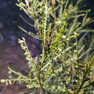 Image of Indigofera adesmiifolia A. Gray