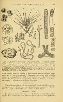 Image of Synechococcales