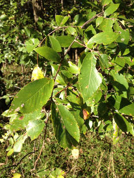 Ulmus alata Michx. resmi