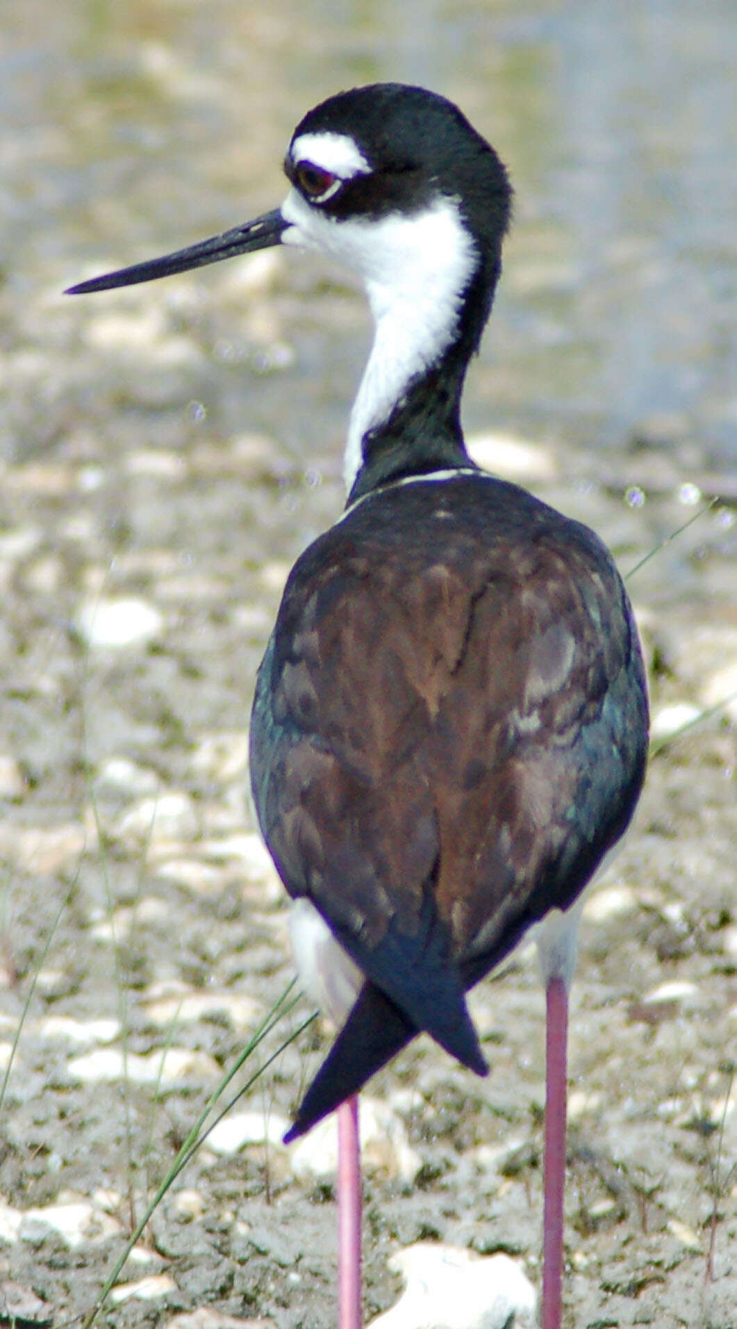 Image of Himantopus Brisson 1760