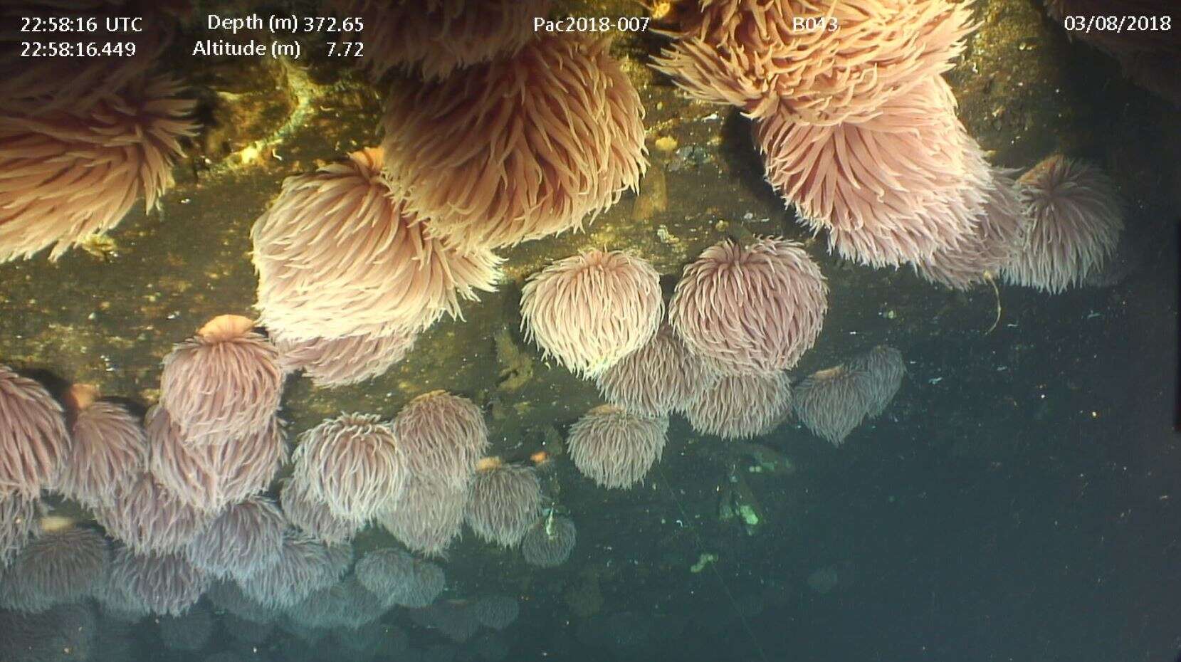 Image of Pom-pom anemone