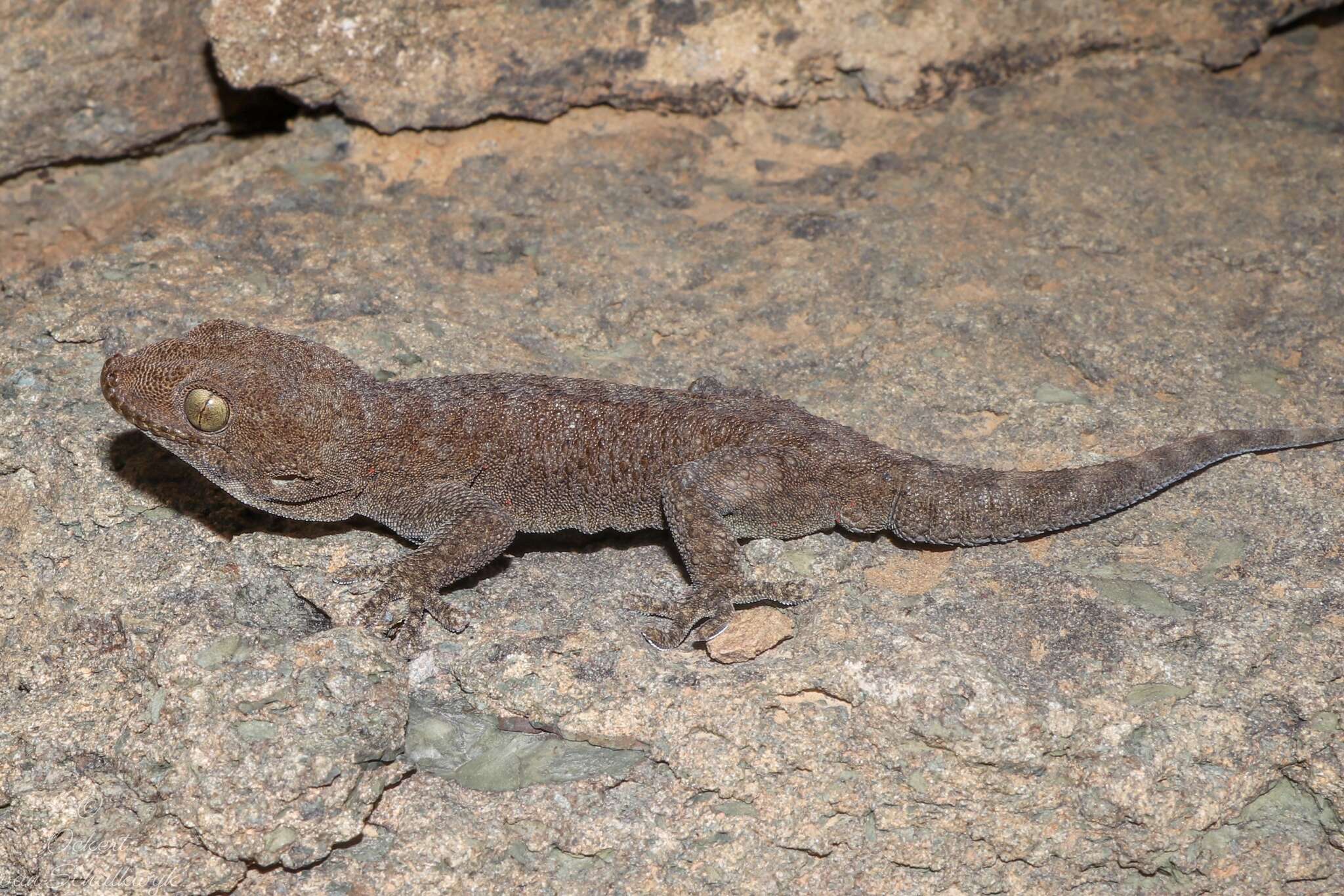 Image of Pachydactylus kladaroderma Branch, Bauer & Good 1996