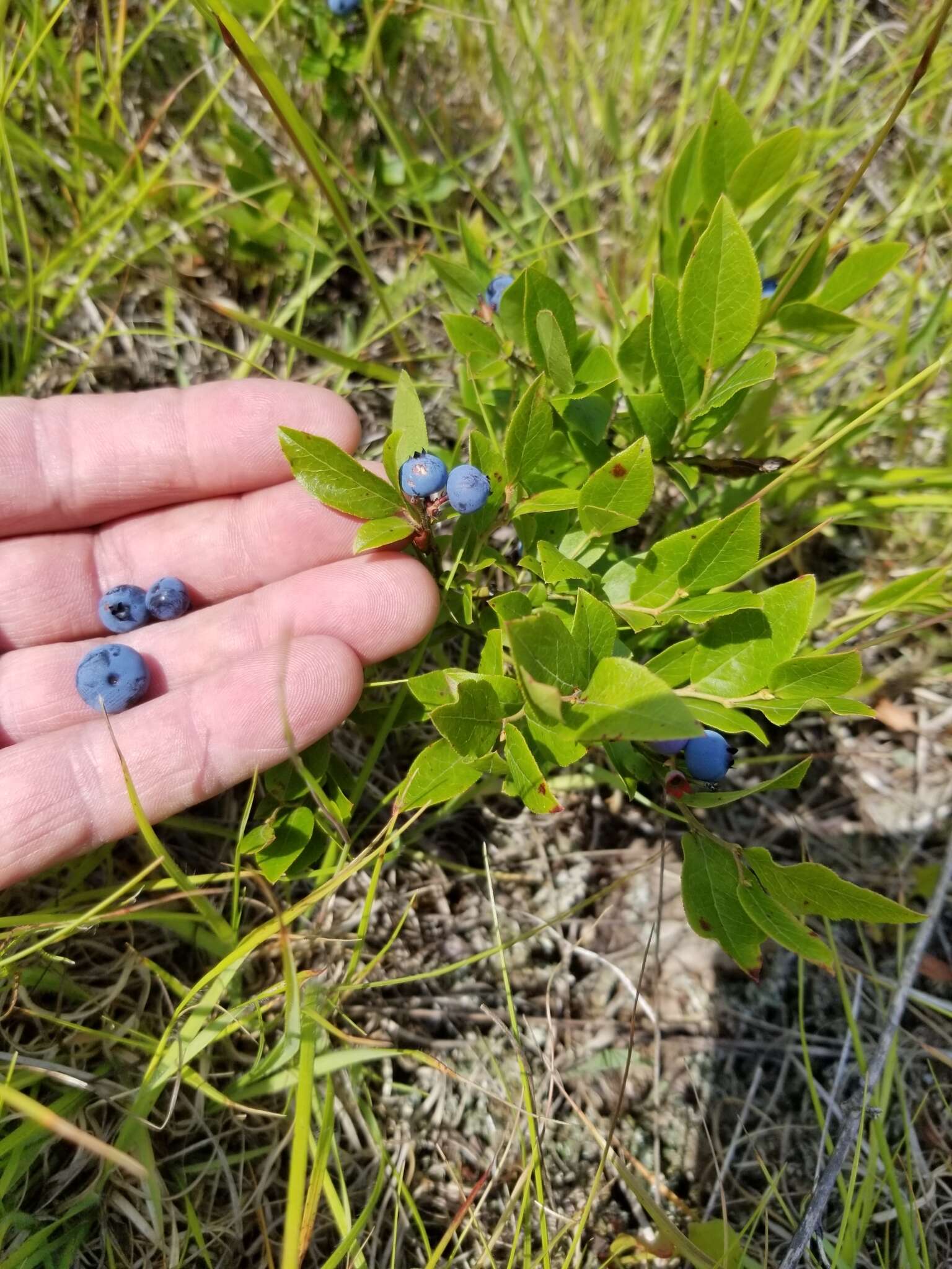 Image of lowbush blueberry