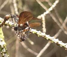 Imagem de Empis borealis Linnaeus 1758