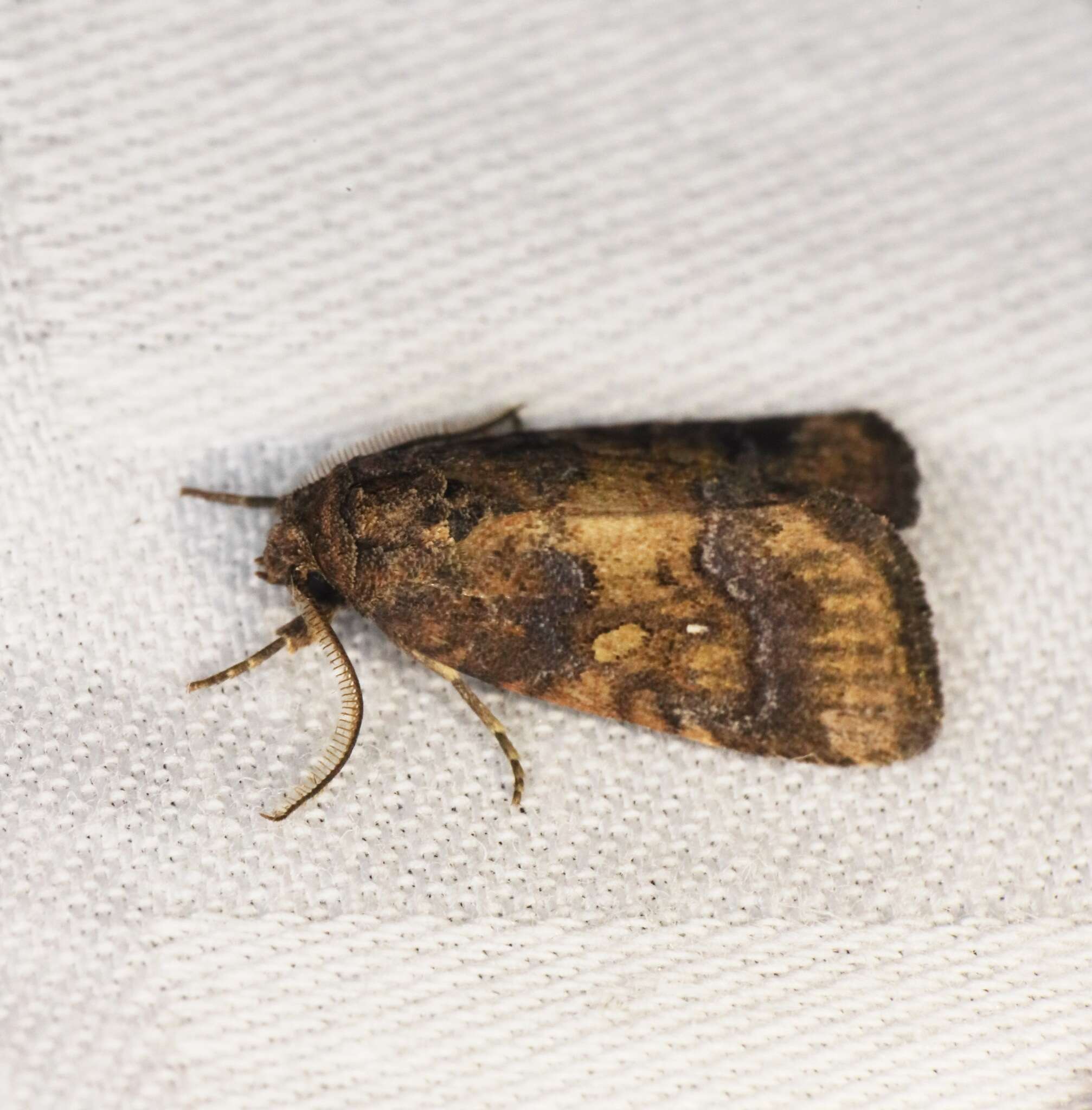 Image of Spodoptera pectinicornis Hampson 1895