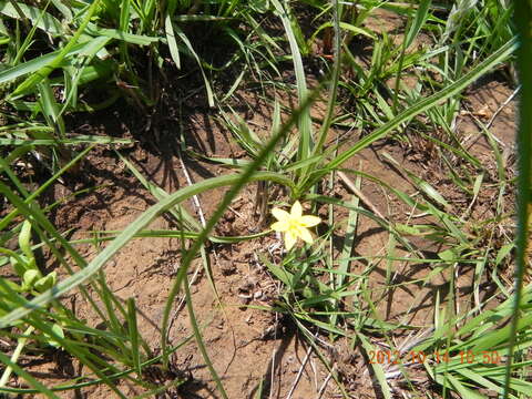 Image of Hypoxis angustifolia var. angustifolia