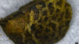 Слика од Heliogaster columellifer (Kobayasi) Orihara & K. Iwase 2010