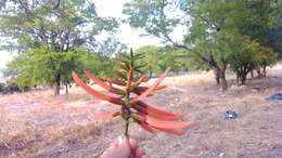 Imagem de Erythrina goldmanii Standl.