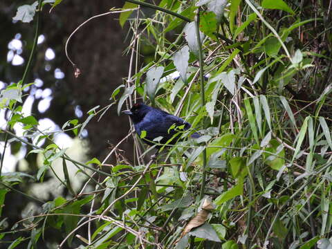 Image of Ruby-crowned Tanager