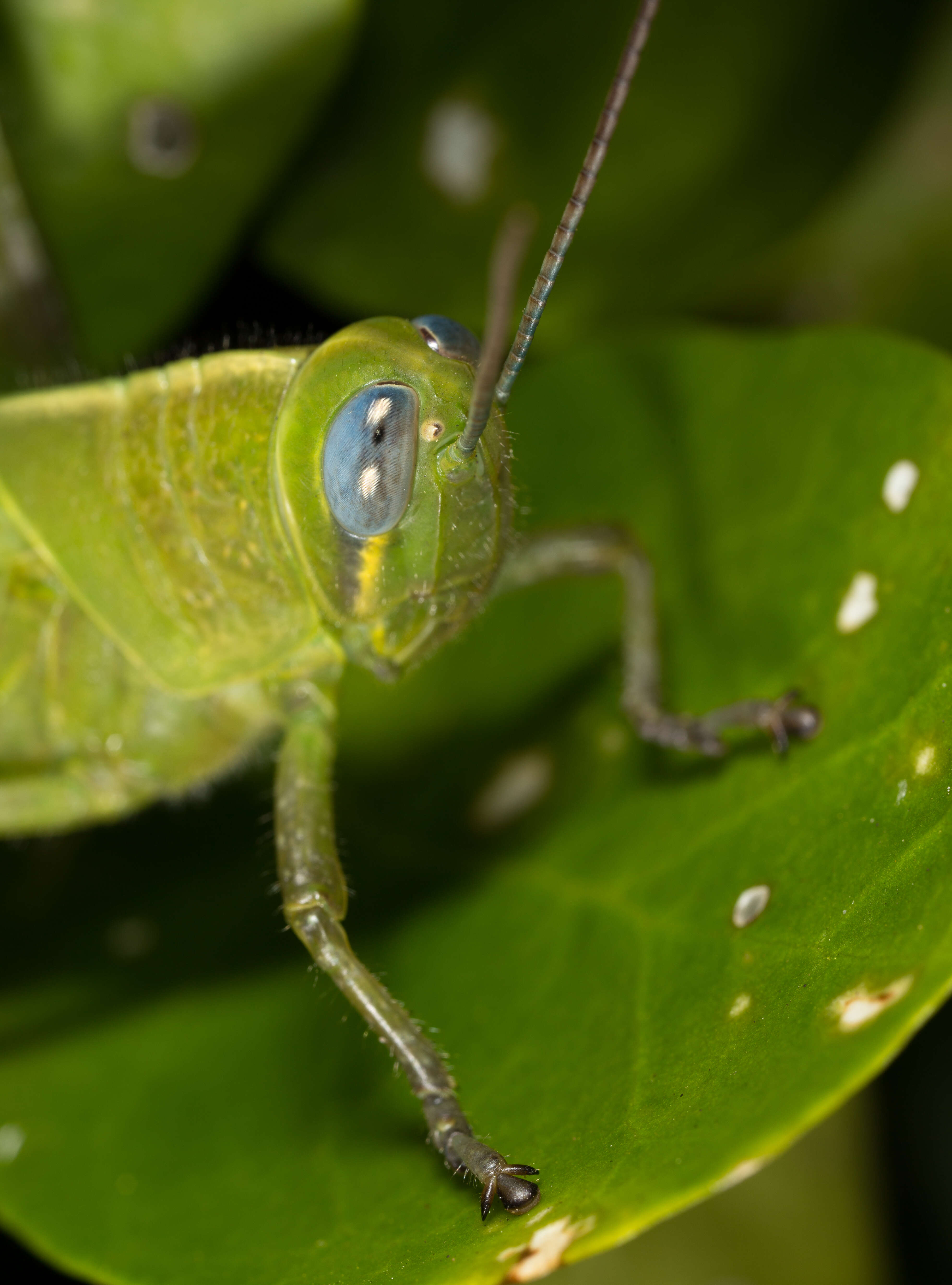 Image of Valanga irregularis (Walker & F. 1870)