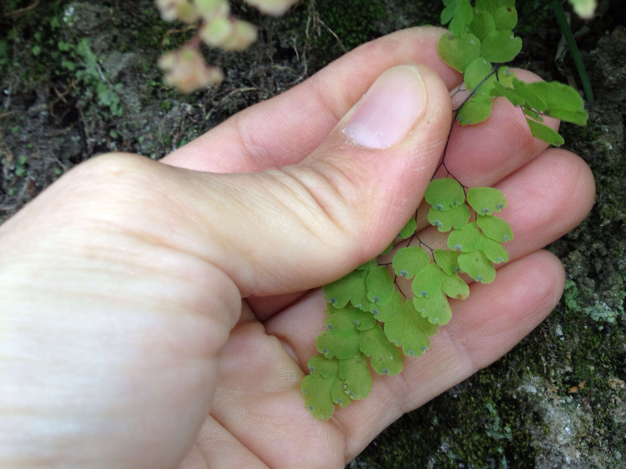 Image de Adiantum raddianum C. Presl