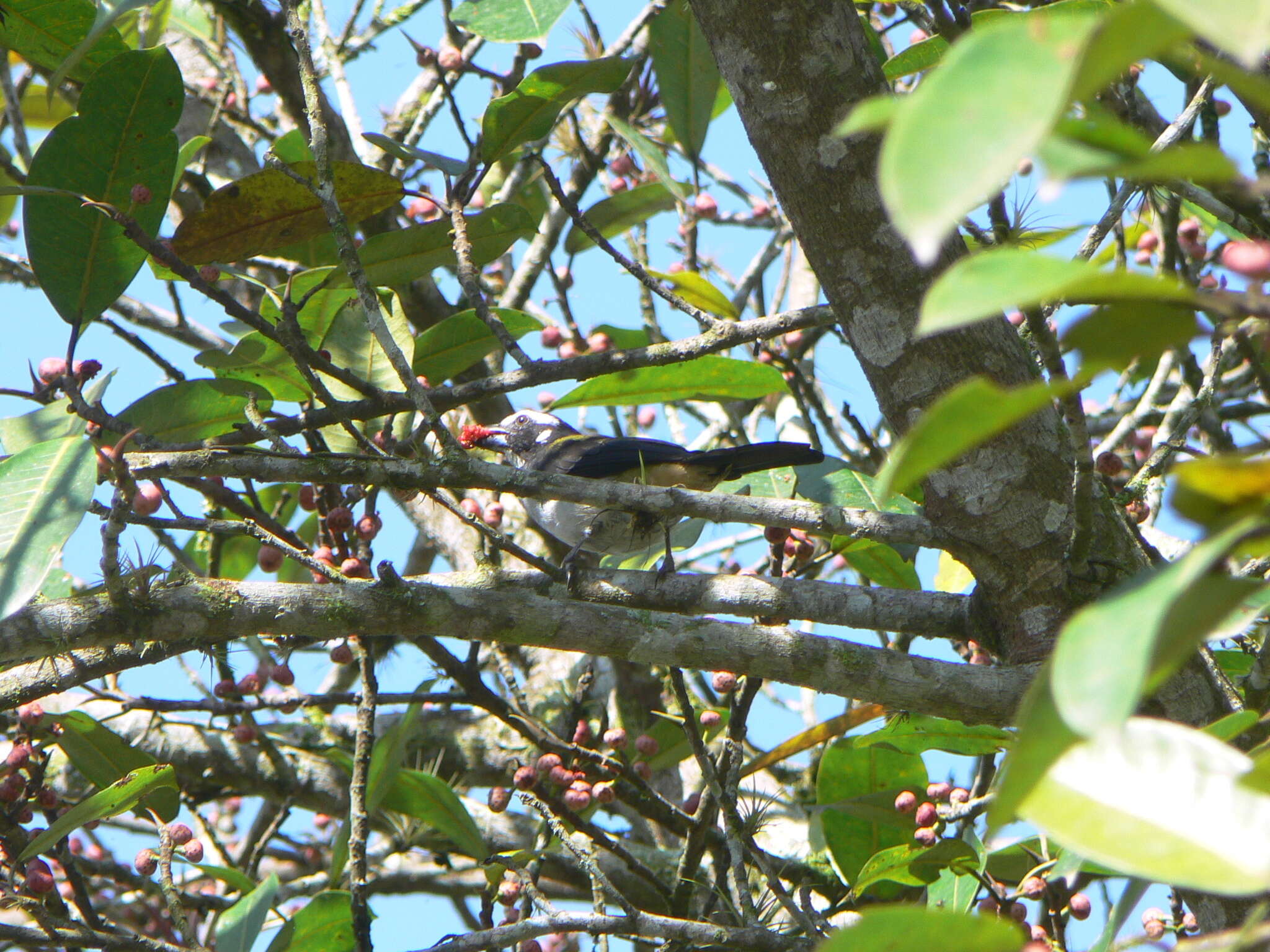 Image of Black-winged Saltator