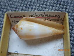 Image of Conus ochroleucus Gmelin 1791