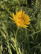 Image of Tragopogon pratensis subsp. pratensis