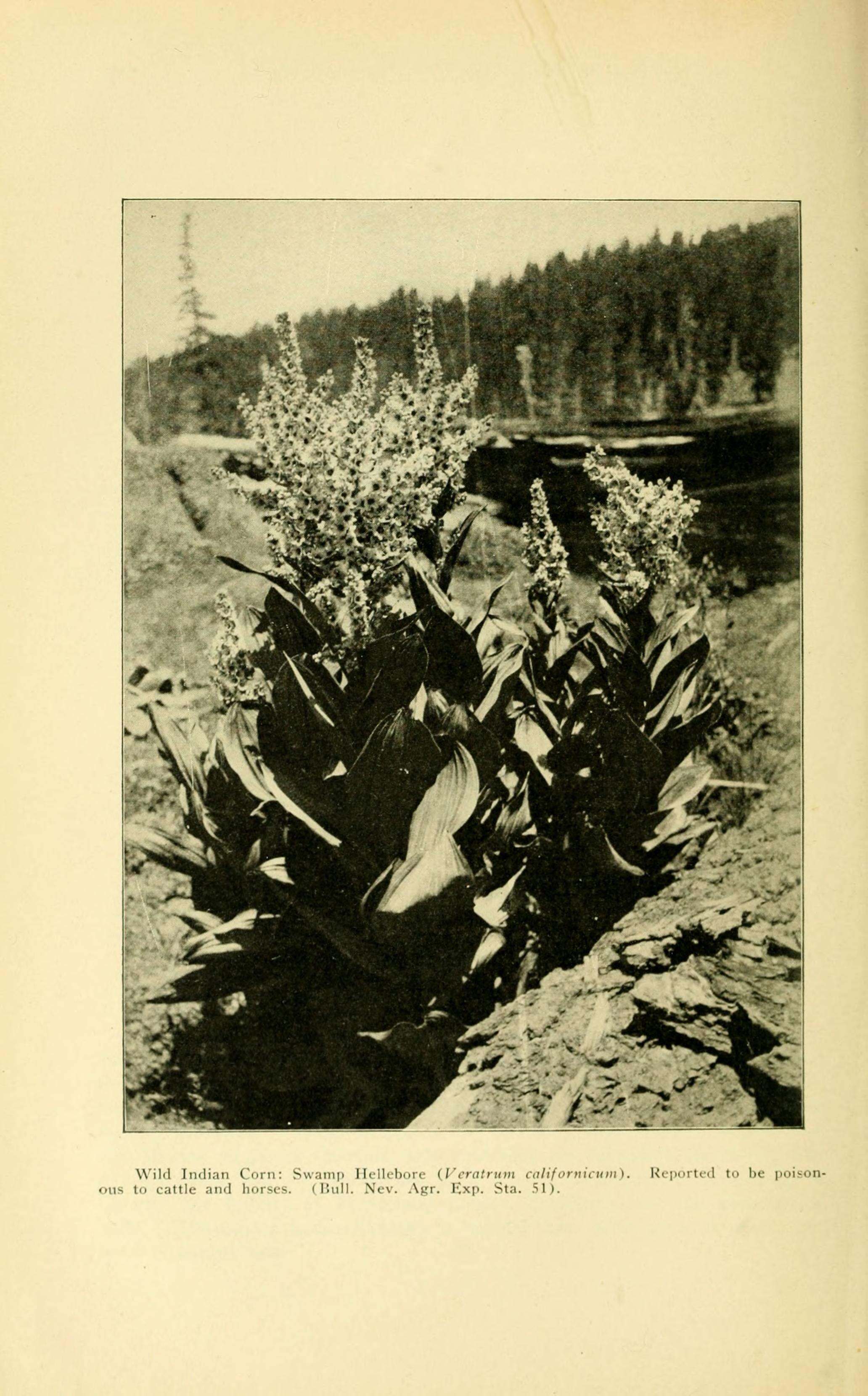 صورة Veratrum californicum Durand