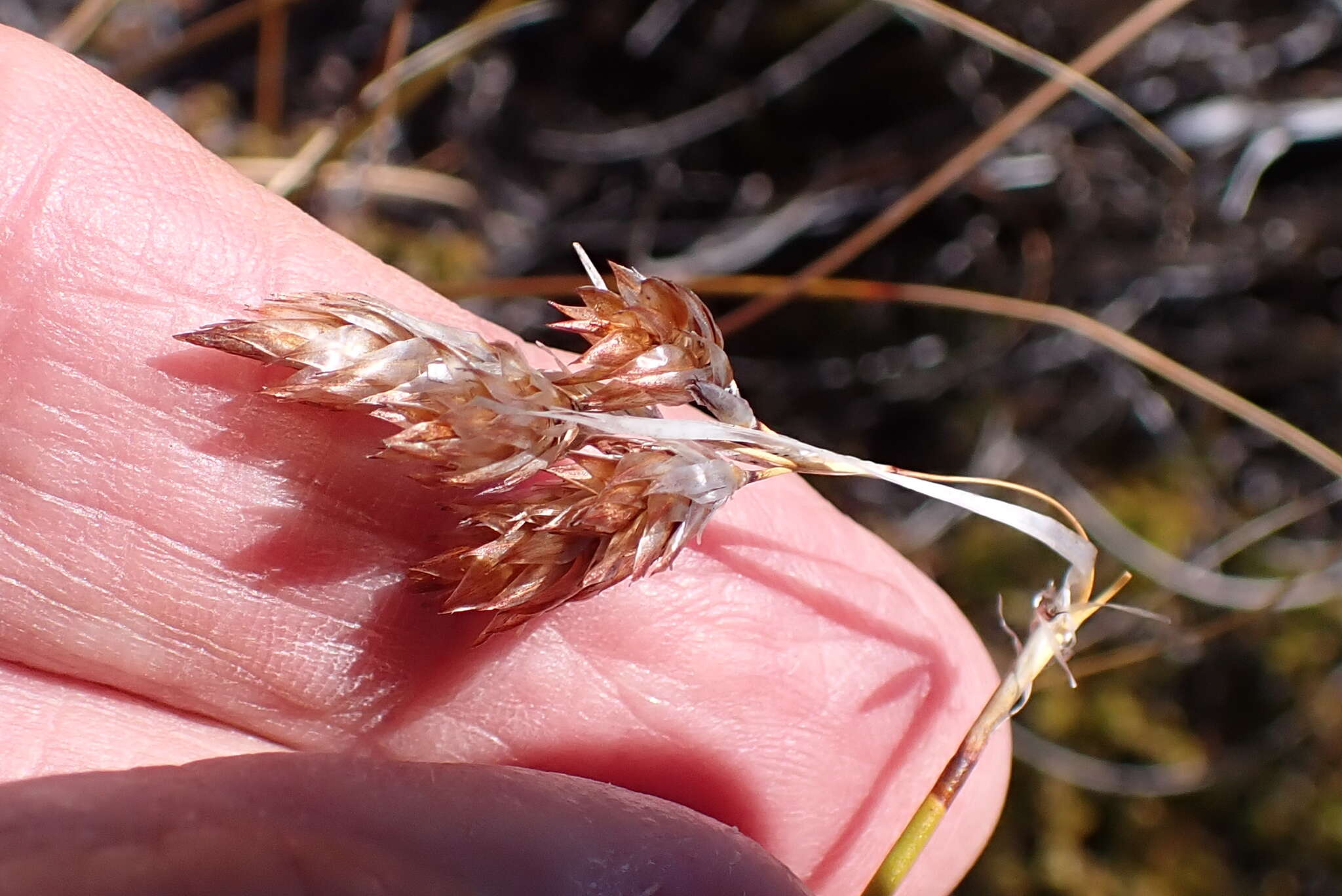 Image of Thamnochortus papyraceus Pillans