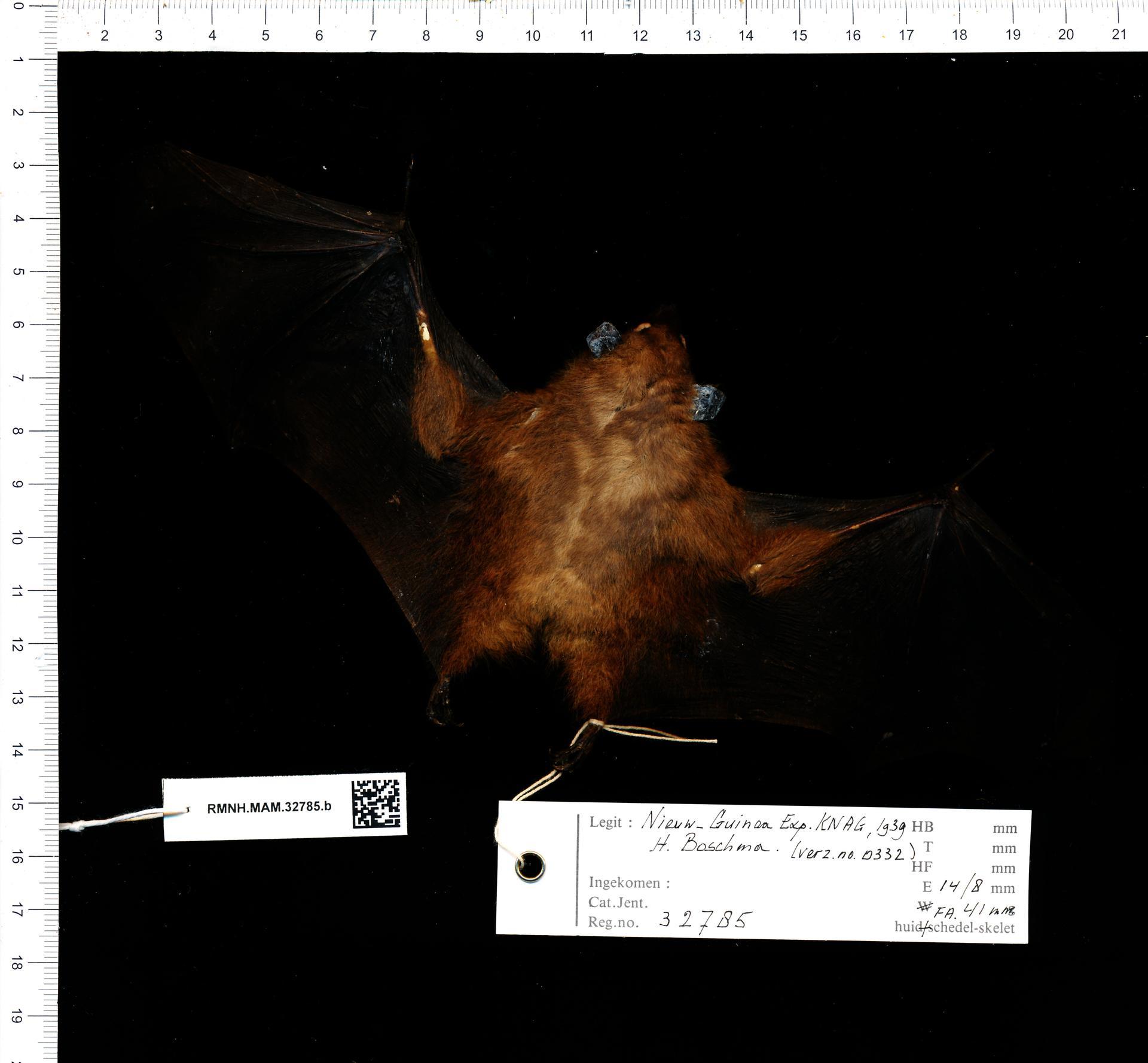 Image of Common Blossom Bat