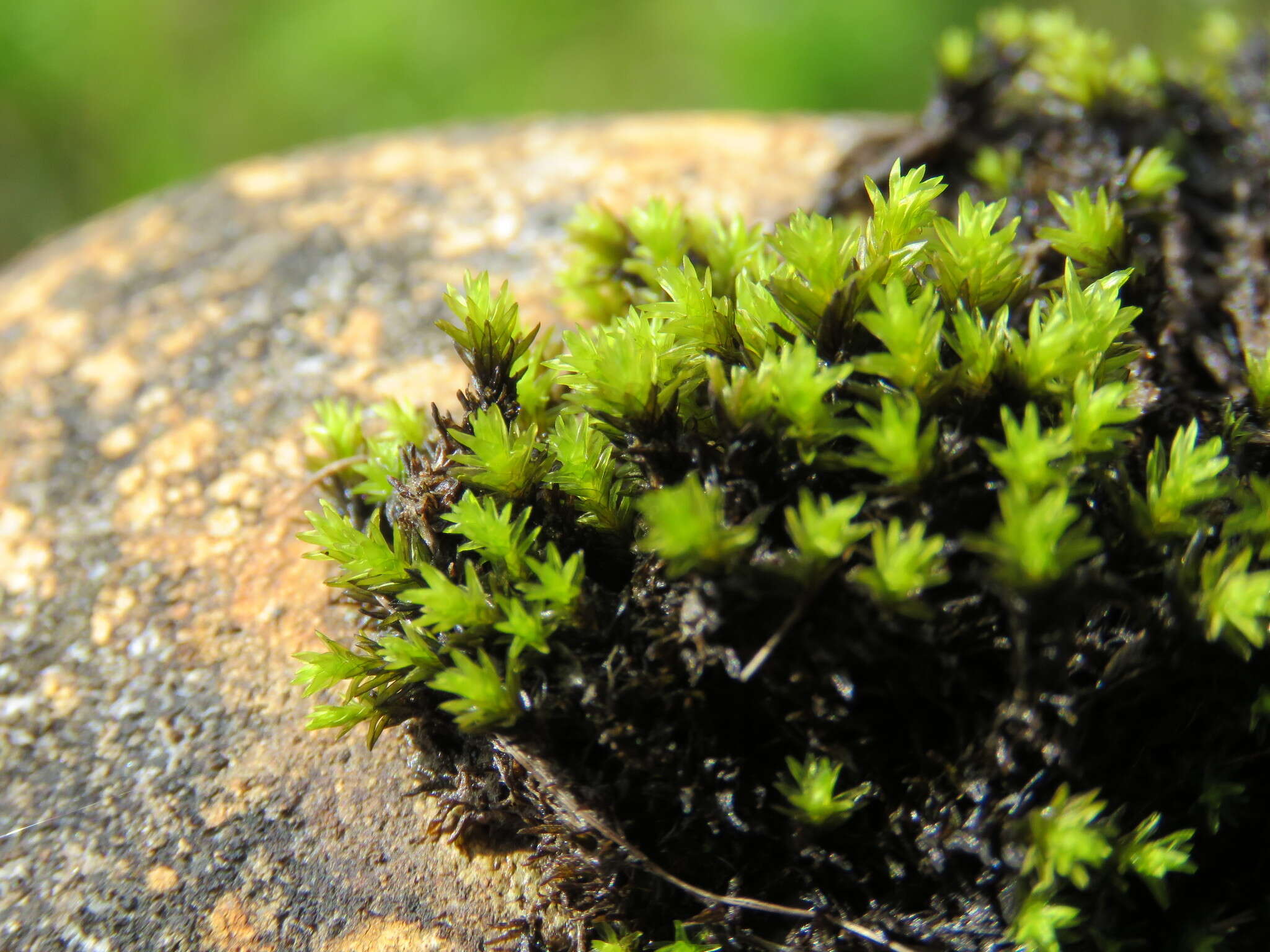 Image of aquatic racomitrium moss