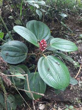 Image of Tococa platyphylla Benth.