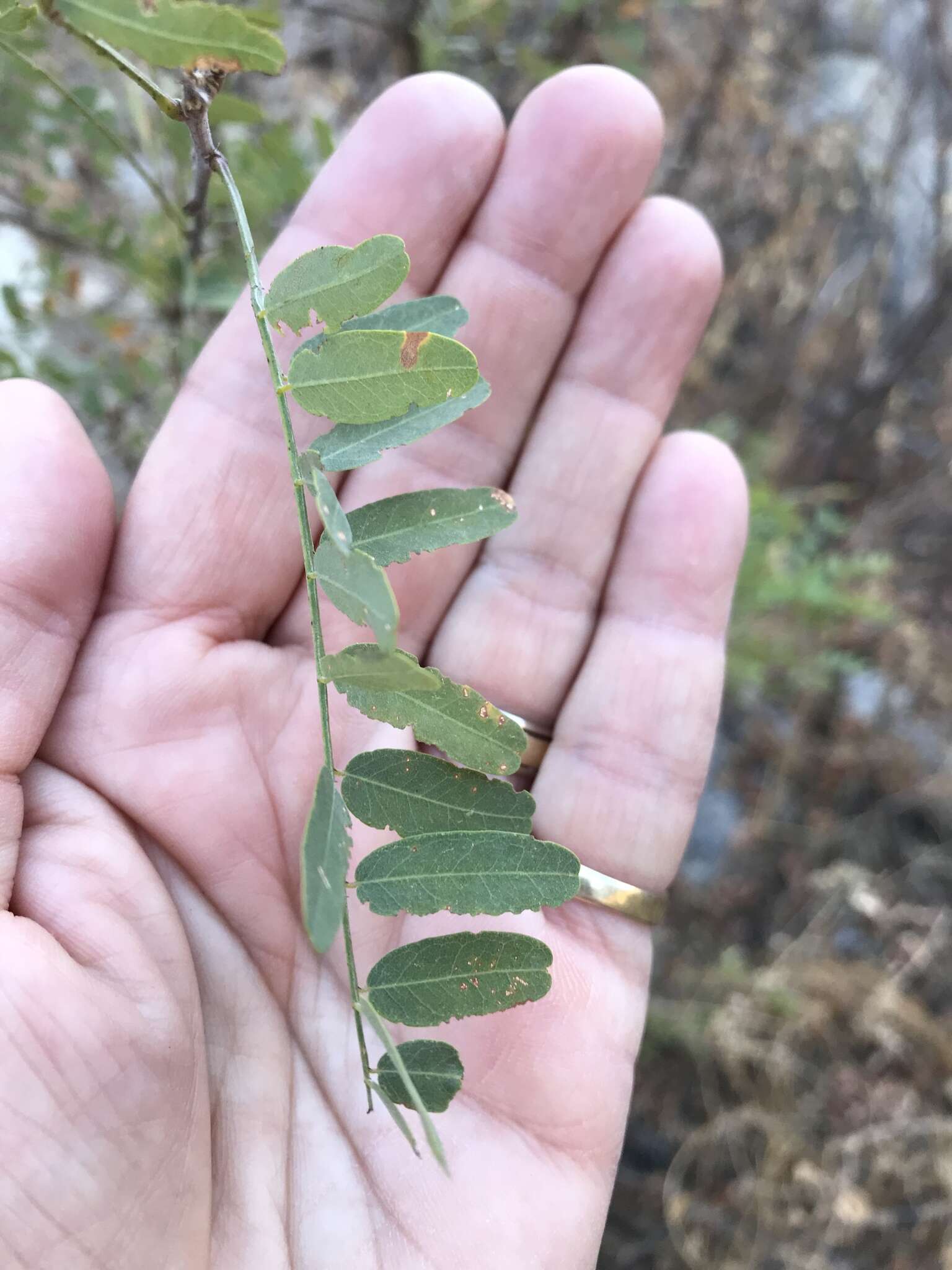 Imagem de Eysenhardtia orthocarpa (A. Gray) S. Watson