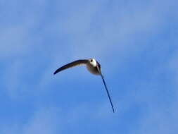 Image of Andean Swift