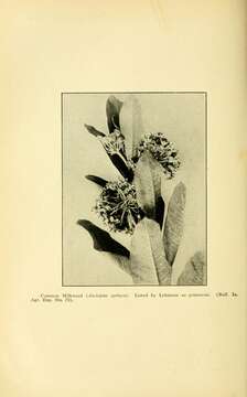 Image of common milkweed