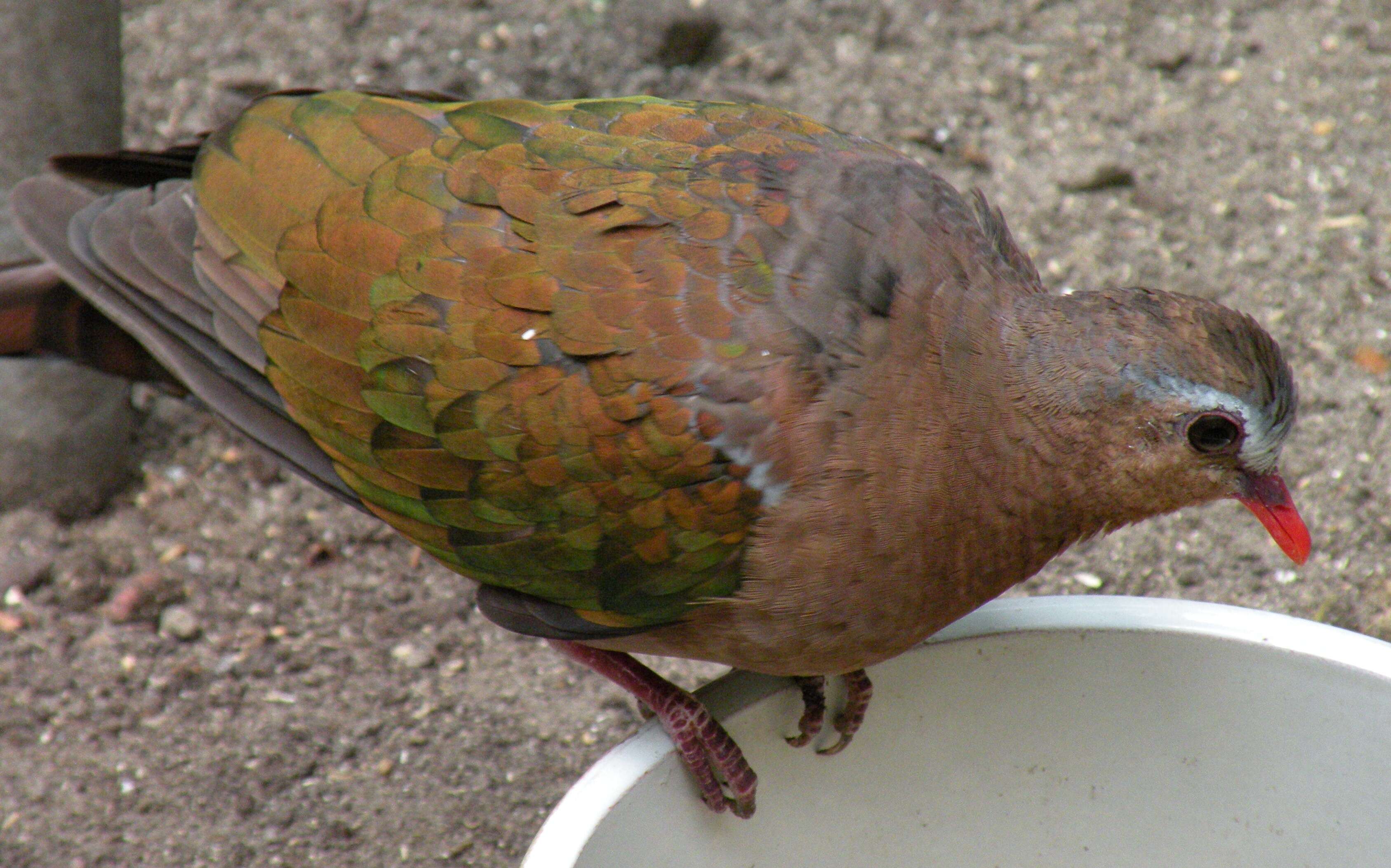 Image of Common Emerald Dove