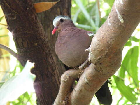 Image of Common Emerald Dove