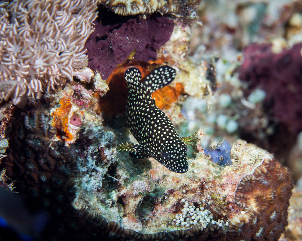 Image of Speckled-fin Rockcod