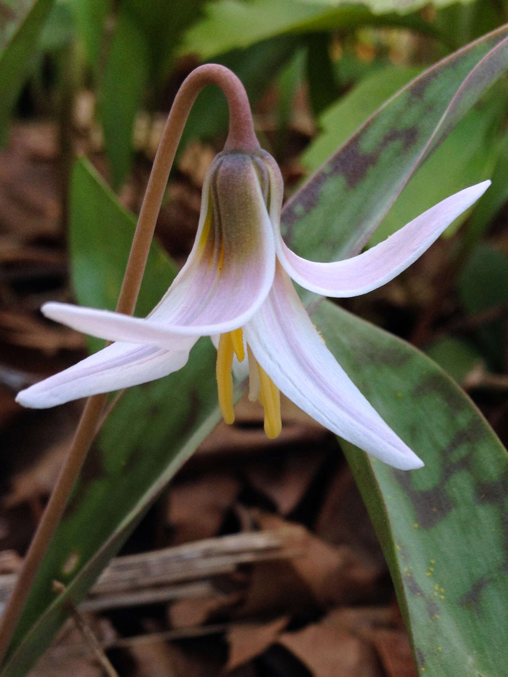 Image of white fawnlily