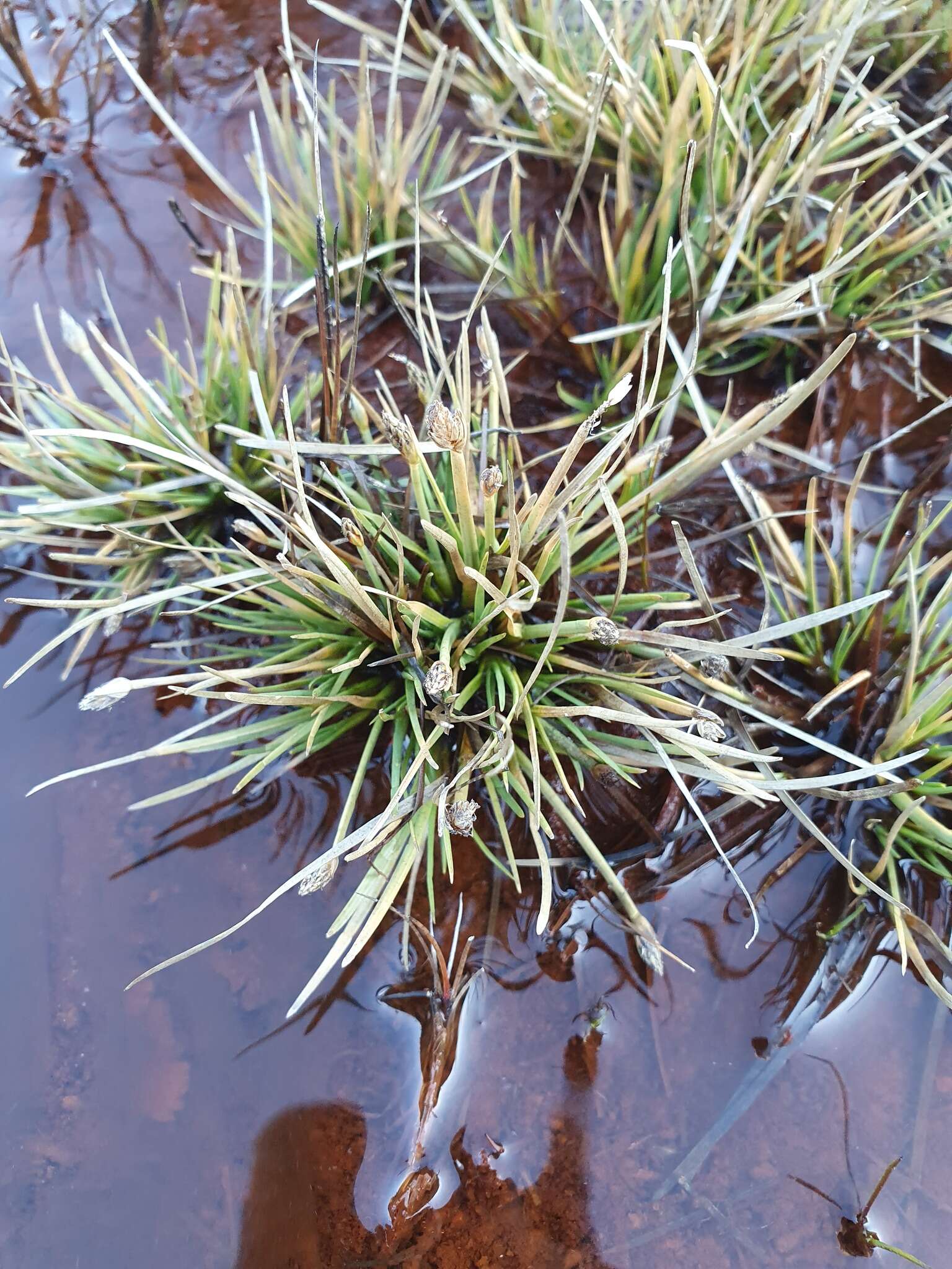 Слика од Isolepis crassiuscula Hook. fil.