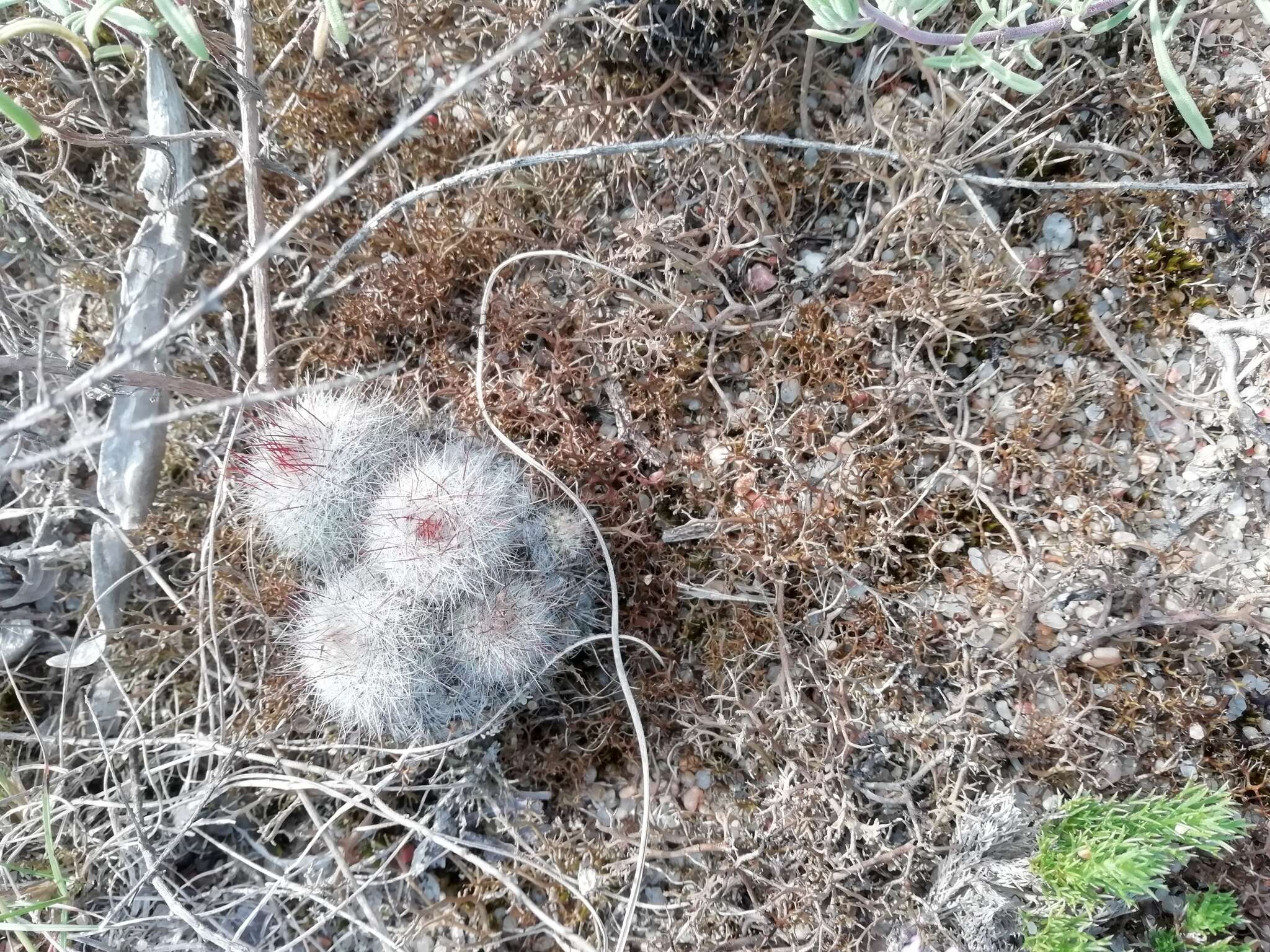 Parodia scopa (Spreng.) N. P. Taylor resmi