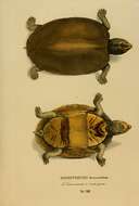 Image of Scorpion mud turtle