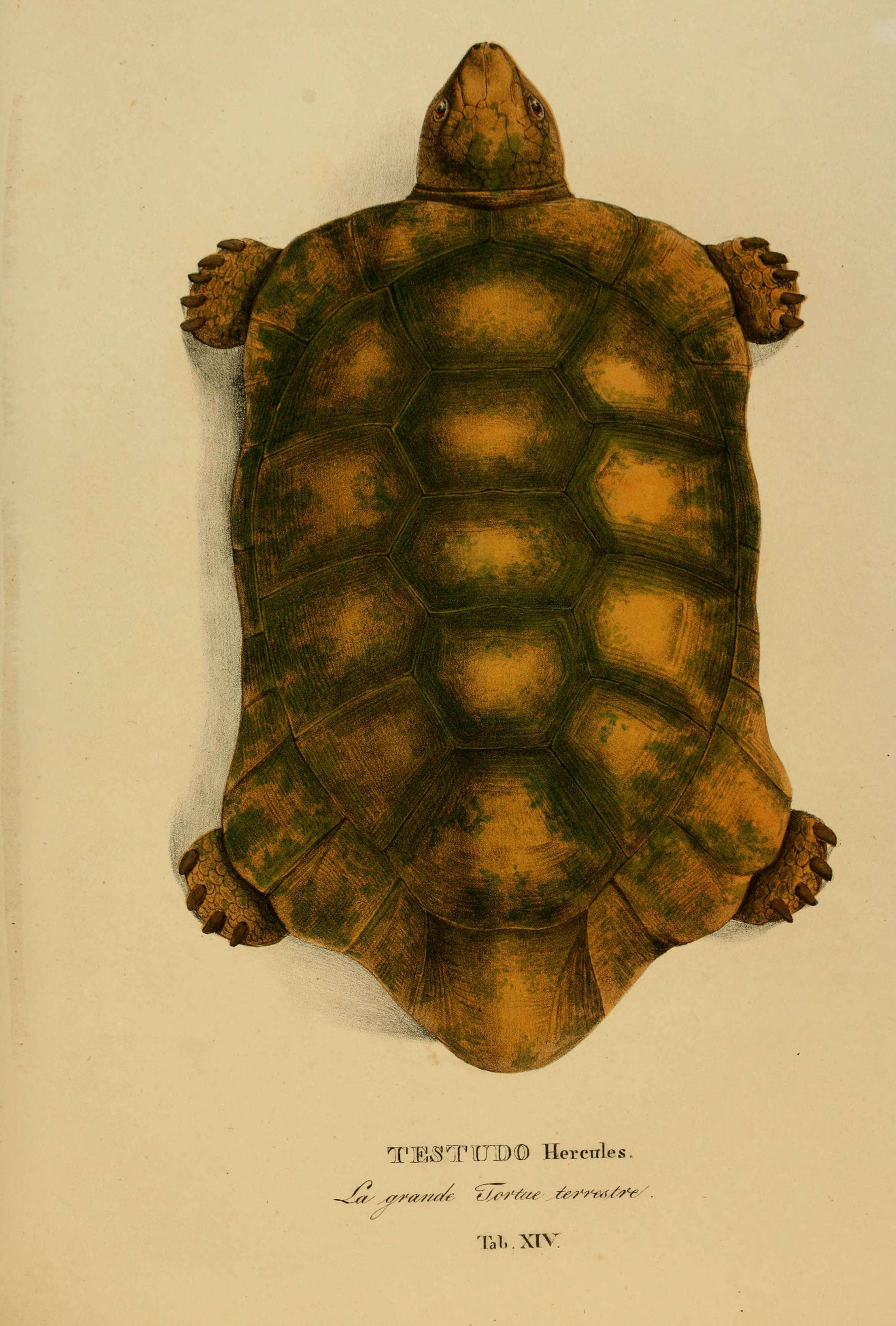 Image of Yellow-footed Tortoise