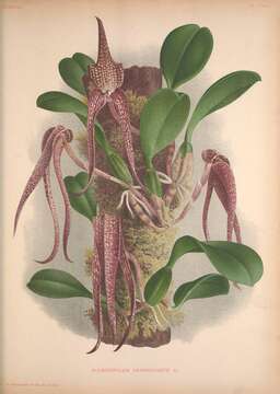 Image of Bulbophyllum grandiflorum Blume