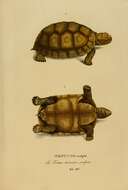 Image of Yellow-footed Tortoise