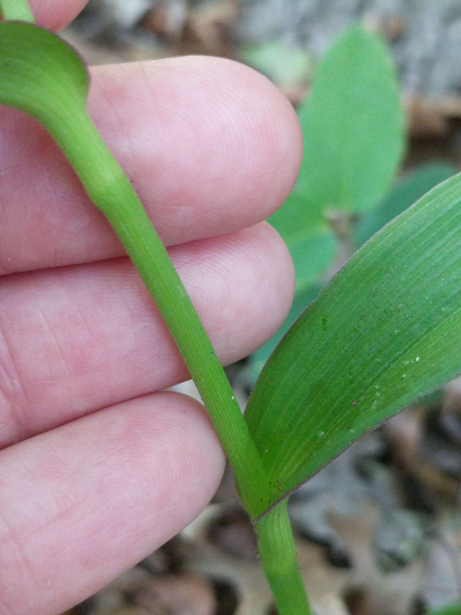 Image of Plateau Spiderwort